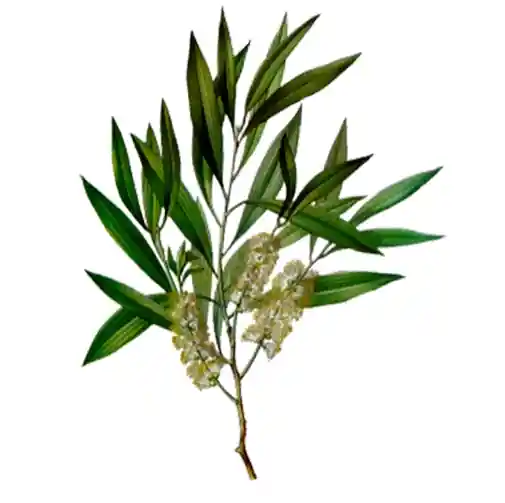 Tea Tree Oil