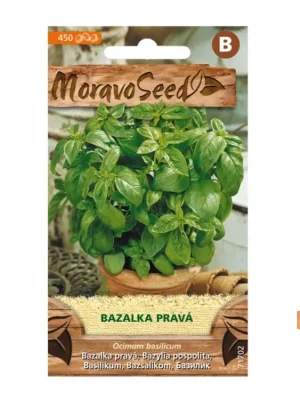 bazalka zelená