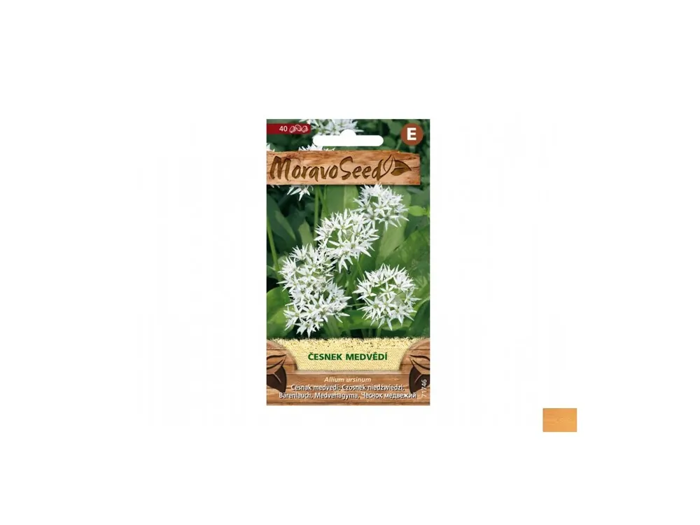allium ursinum (česnek medvědí)